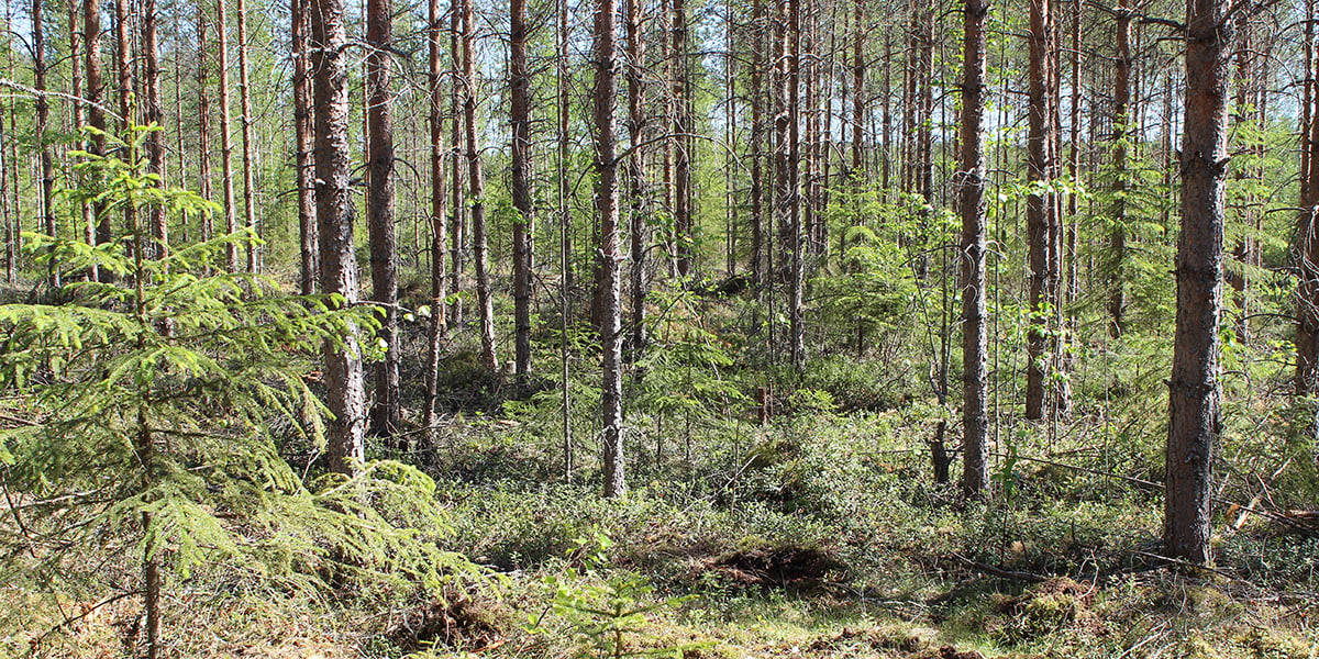 Biowatti-hoidettu-nuori-metsa